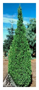 THUJA occidentalis 'Degroot's Spire'